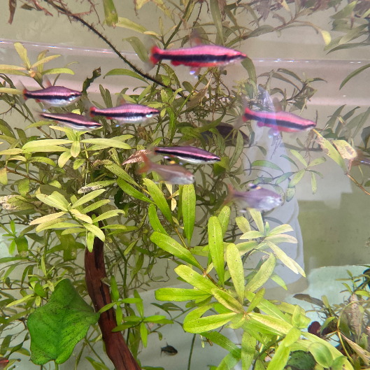 Hygrophila Polysperma