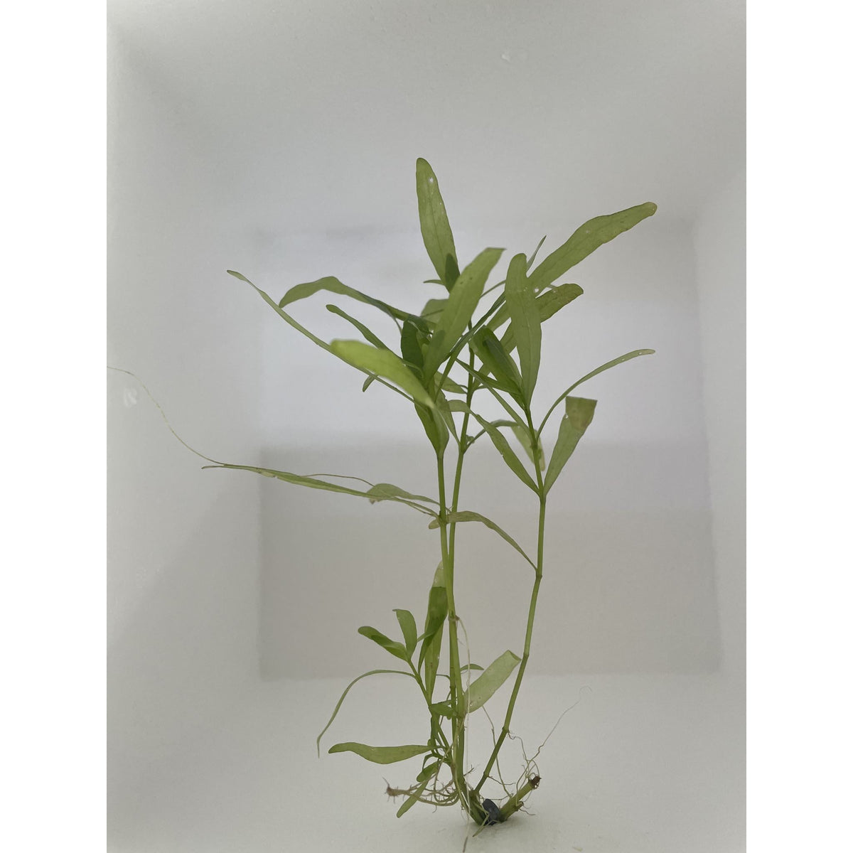 Hygrophila Polysperma