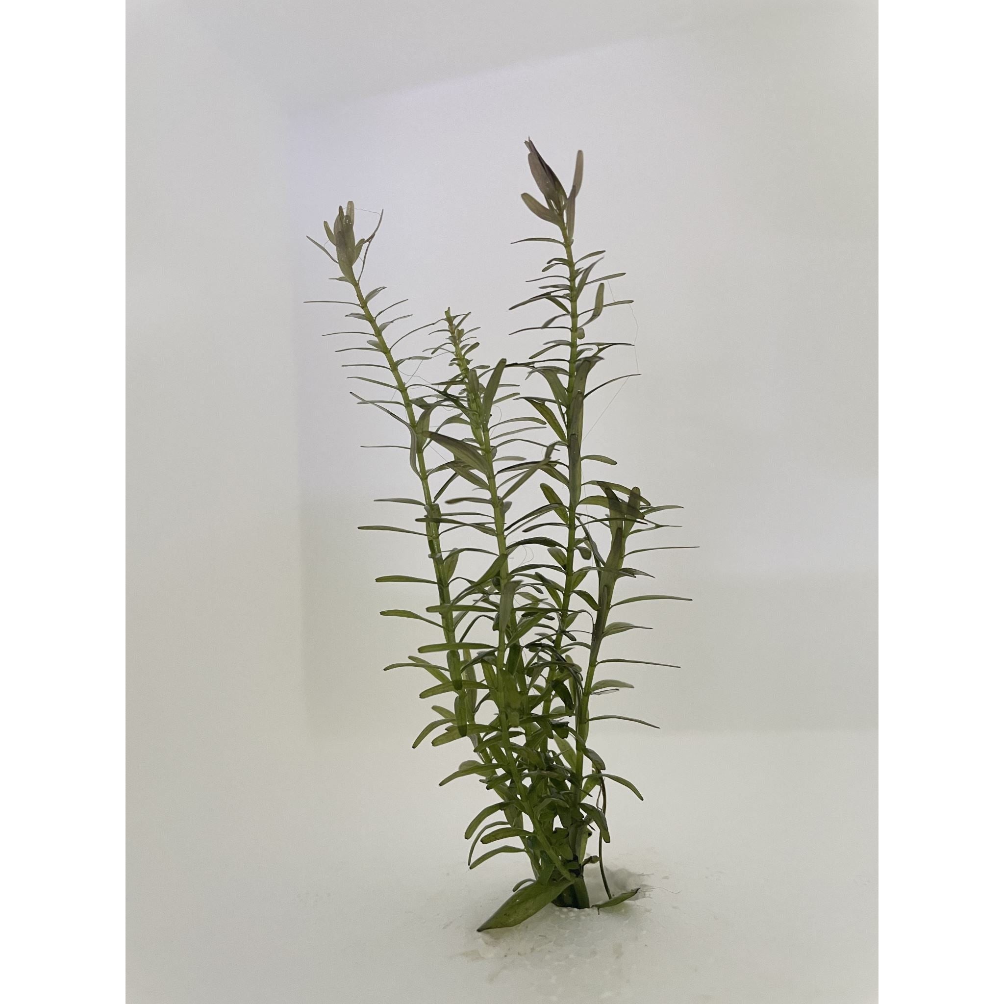 Rotala Rotundifolia