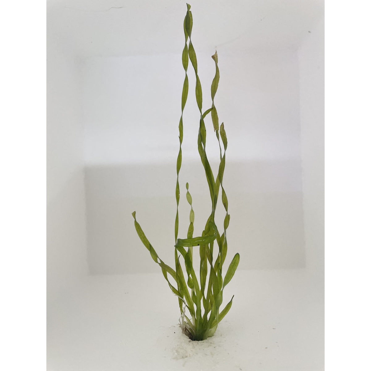 Twisted Vallisneria sp. Vallisneria Spiralis