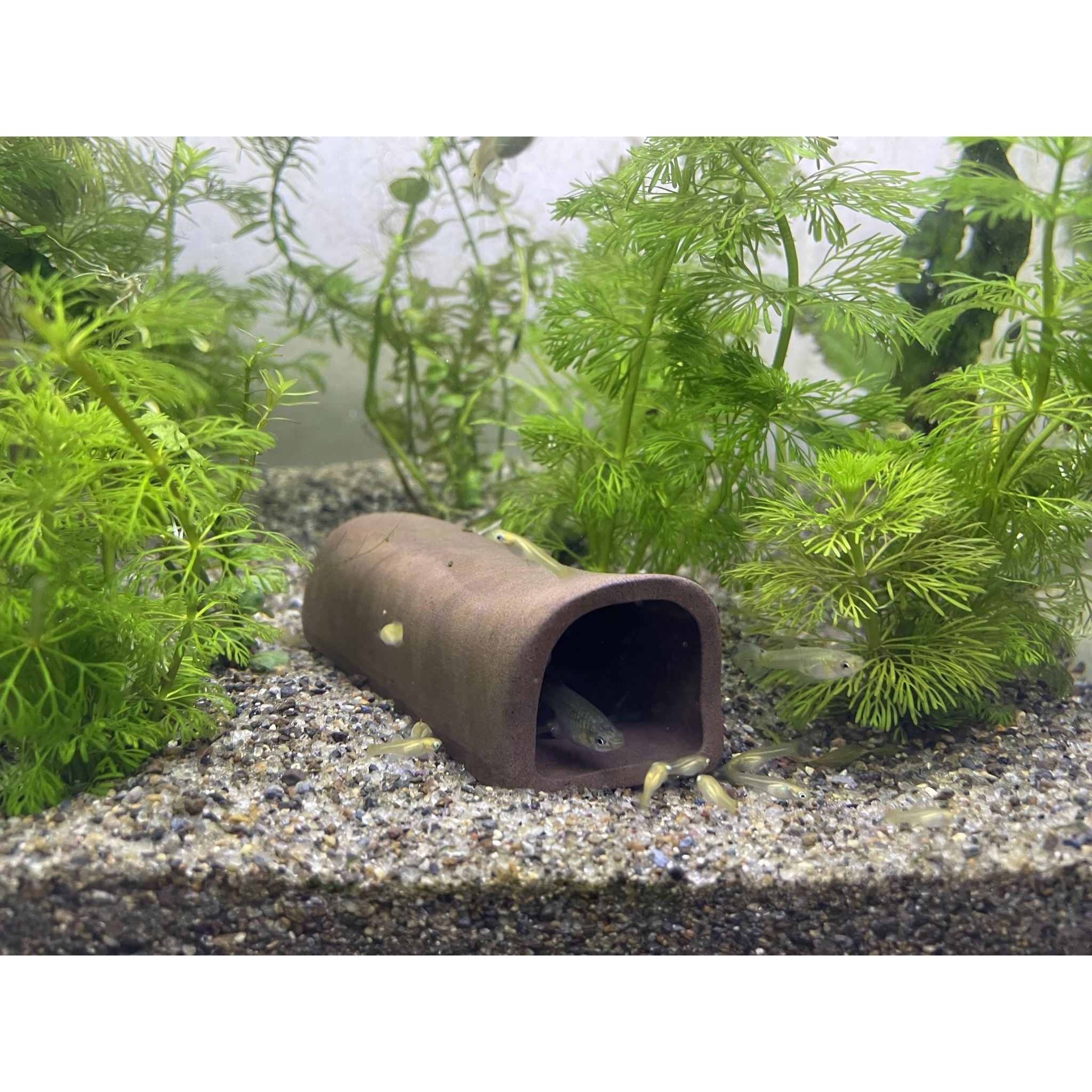 Ceramic Fish Cave
