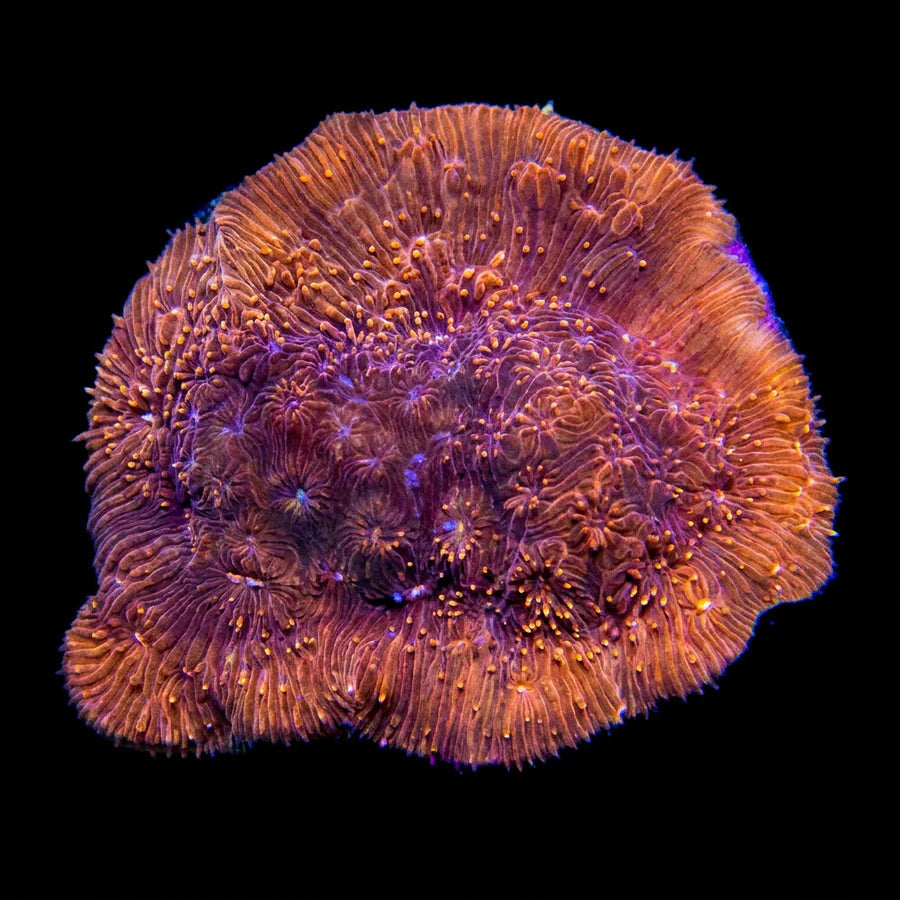 Orange Pavona Coral Fragment