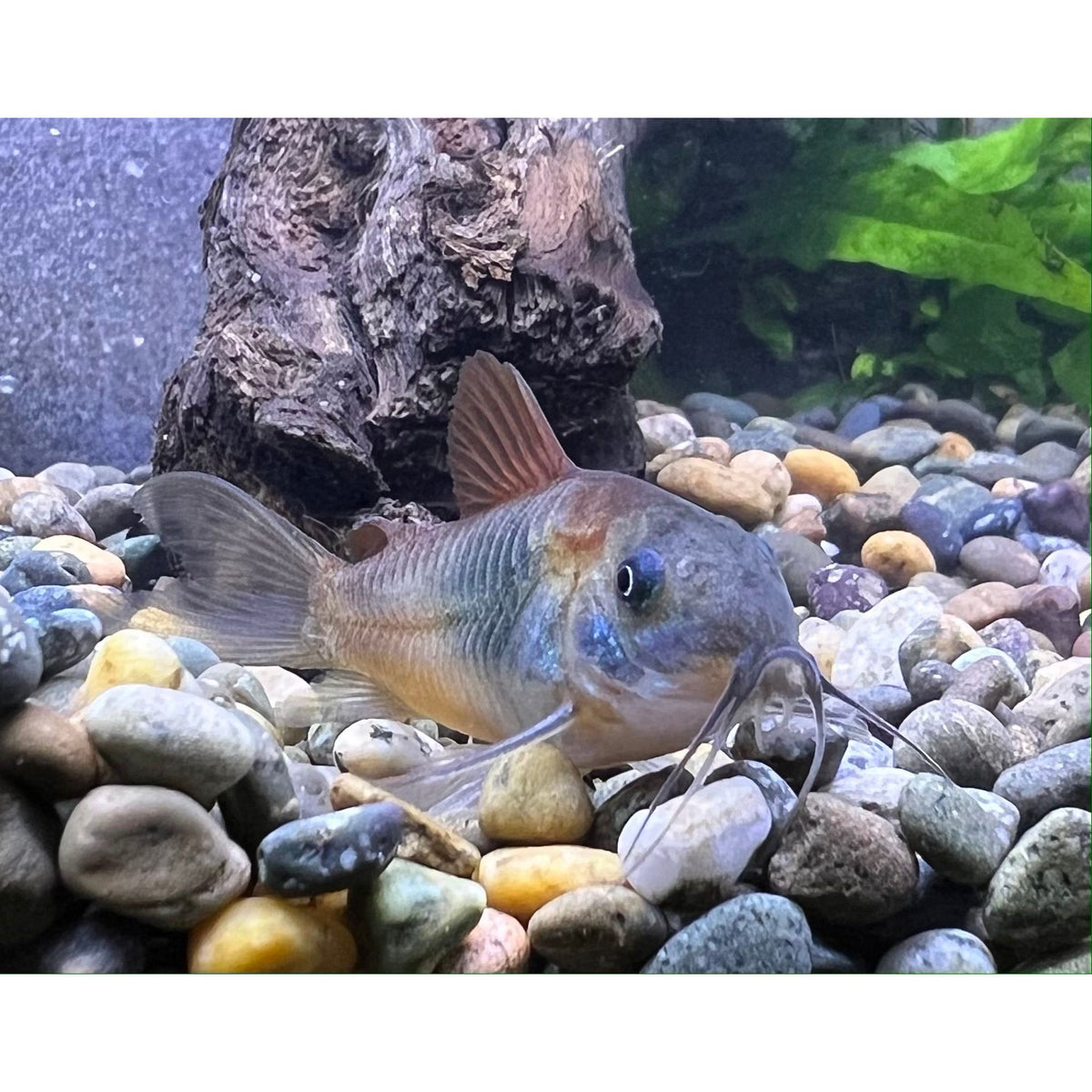 Venezuelan Corydora