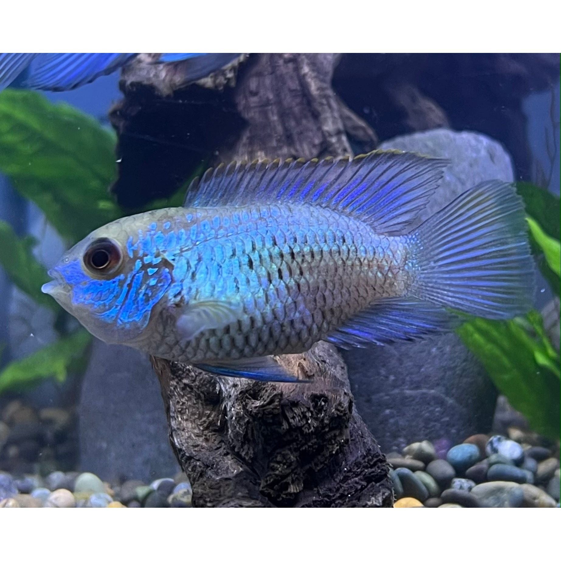 Electric Blue Acara