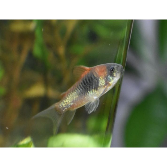 Venezuelan Corydora