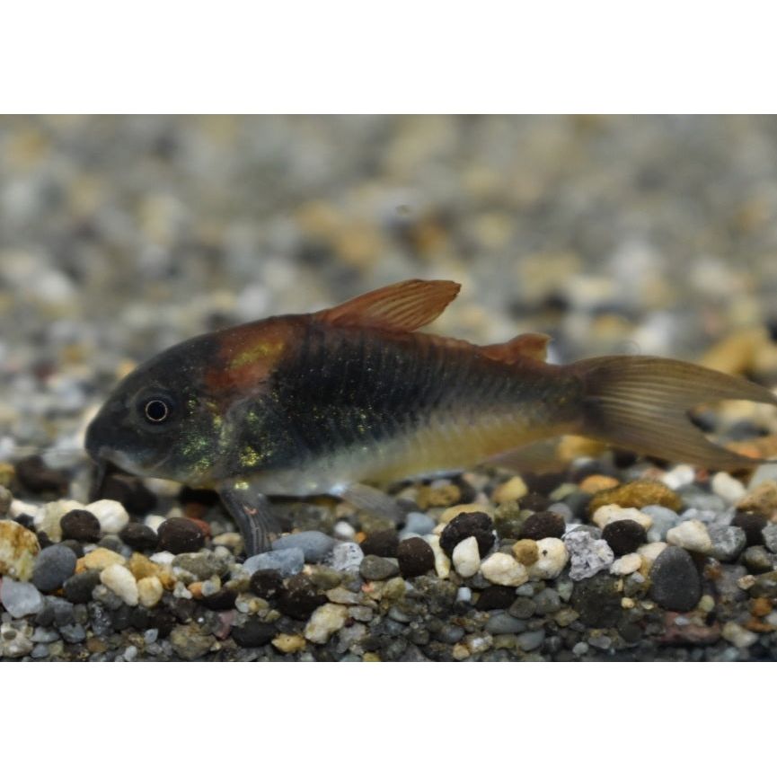 Venezuelan Corydora