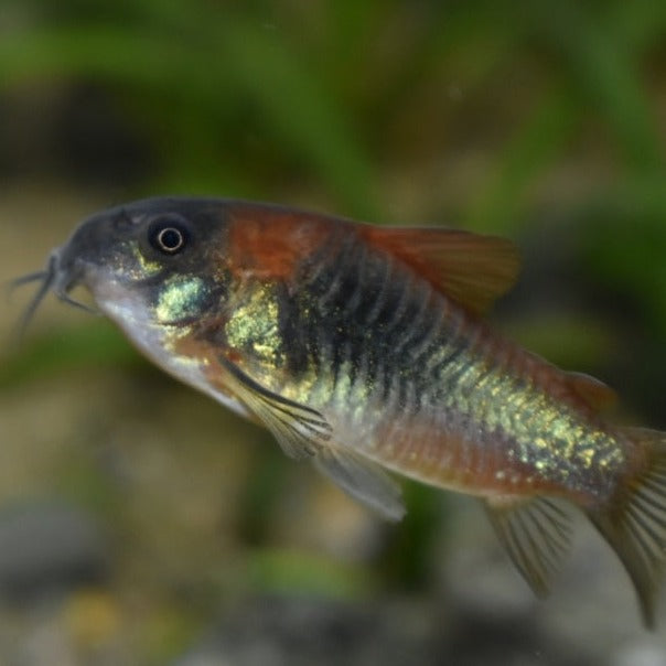 Venezuelan Corydora