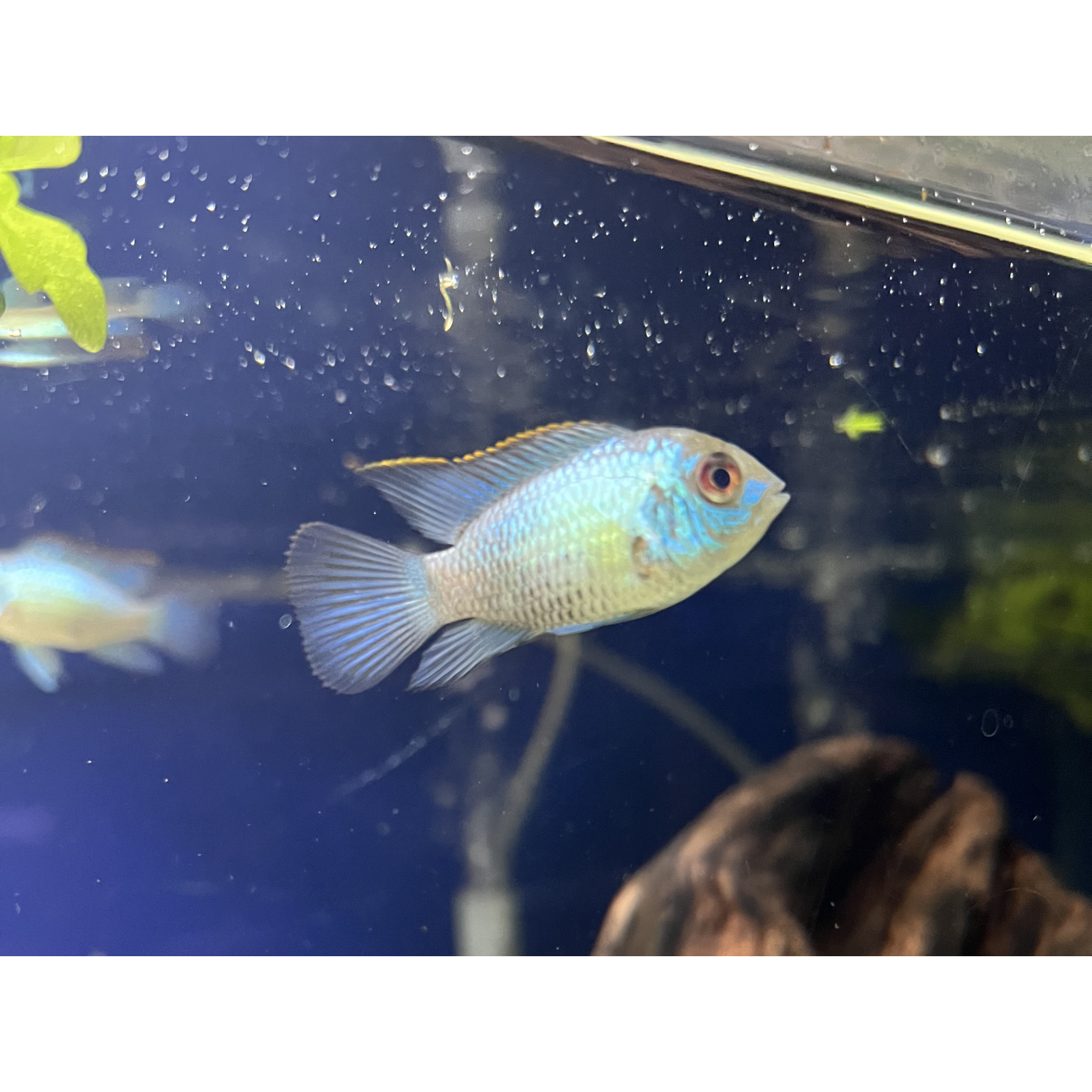Electric Blue Acara