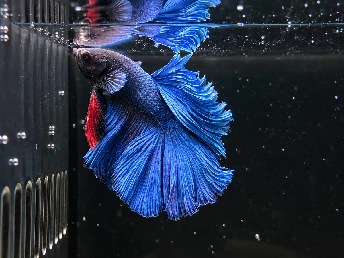 Blue Halfmoon Male Betta (A6)