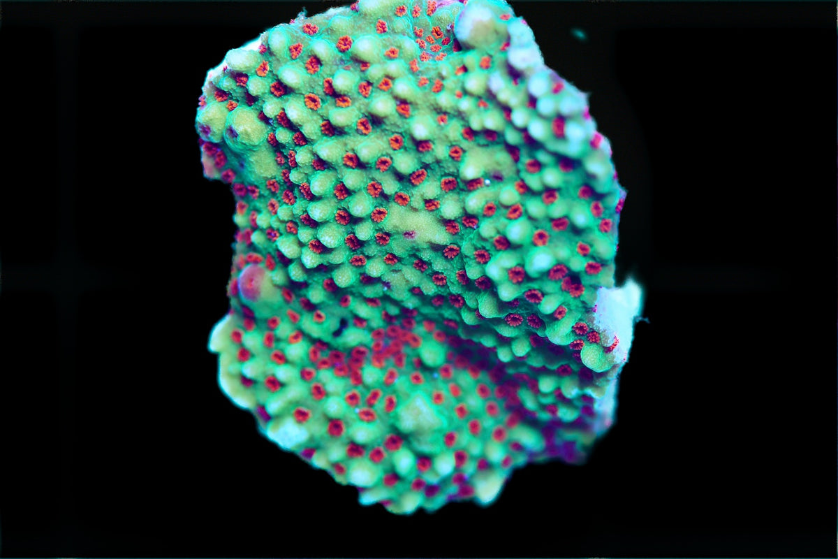 Chilli Pepper Montipora Frag