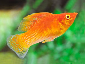 Assorted Sailfin Molly Pair