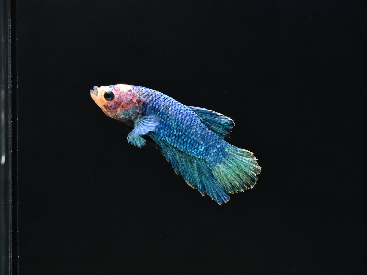 Blue HMPK Male Betta (B6)