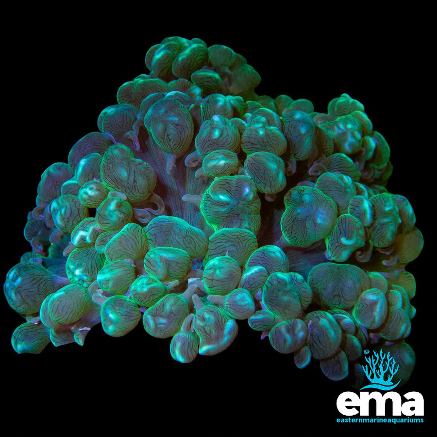 Green Bubble Coral