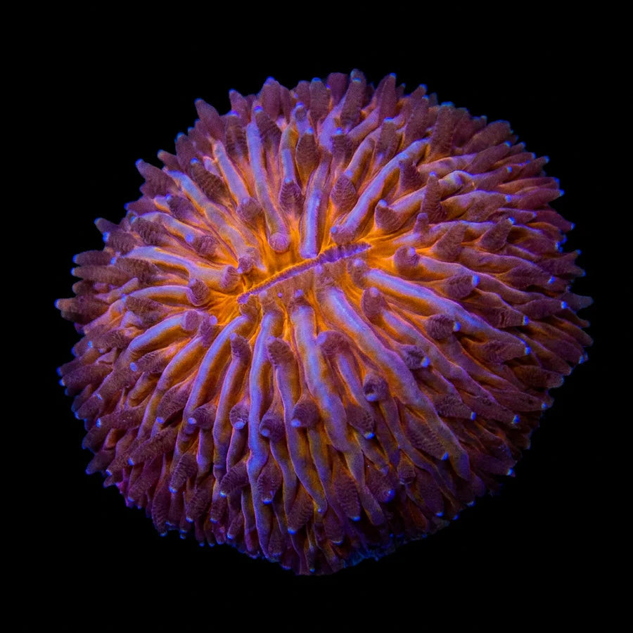 Orange Small Dome Fungia