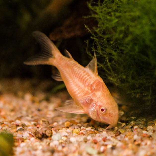 Albino Corydora