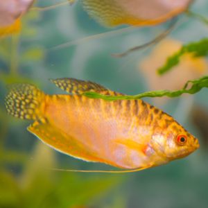 Golden Gourami