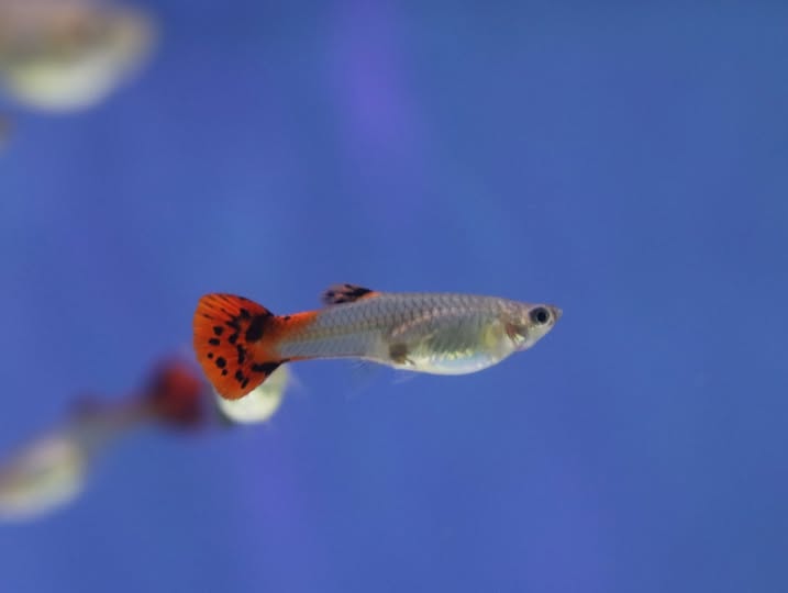 Koi Cobra Guppy Pair