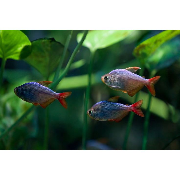 Columbian Tetra