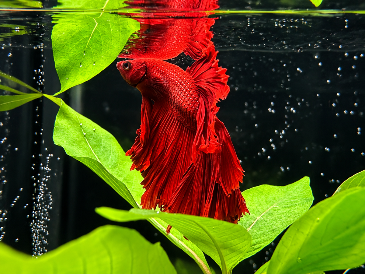 Red Halfmoon Male Betta (A5)