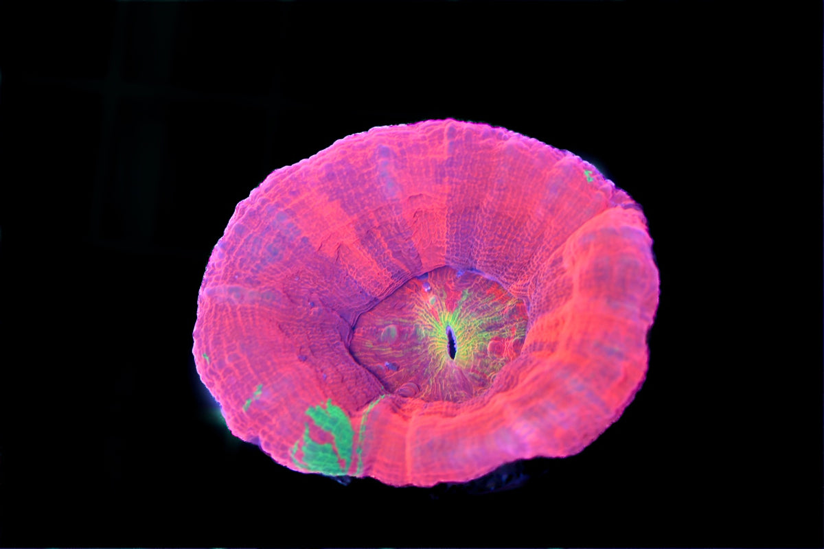 Ultra Rare Morph Scolymia