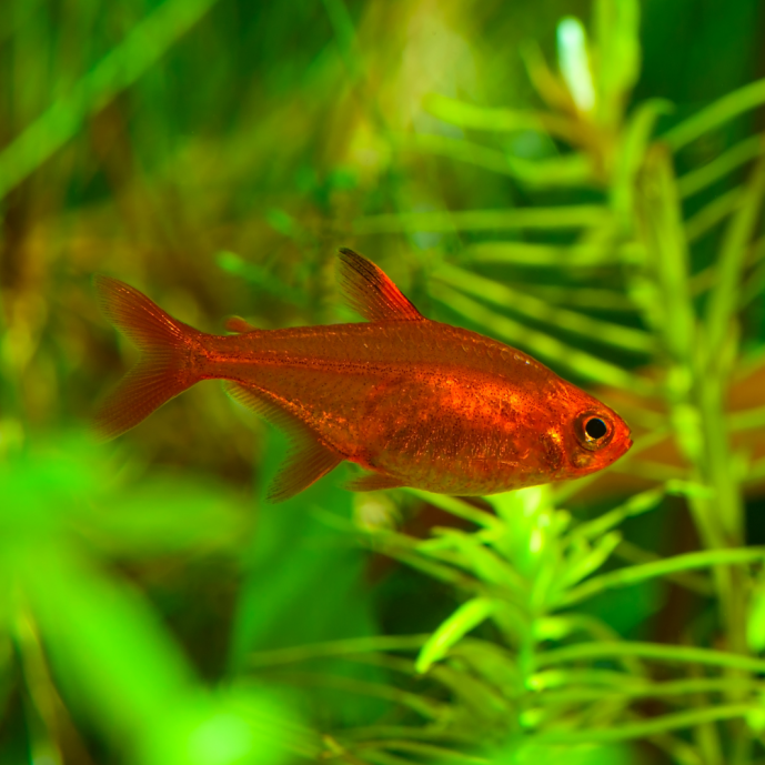 Ember Tetra