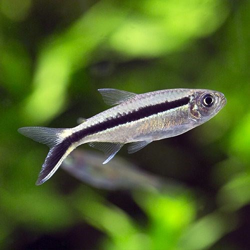 Penguin Tetra