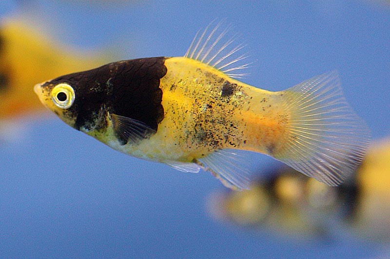 Bumblebee Platy