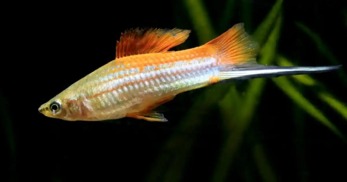 Assorted Swordtail