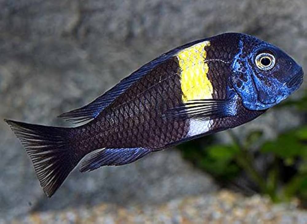 Tropheus Duboisi