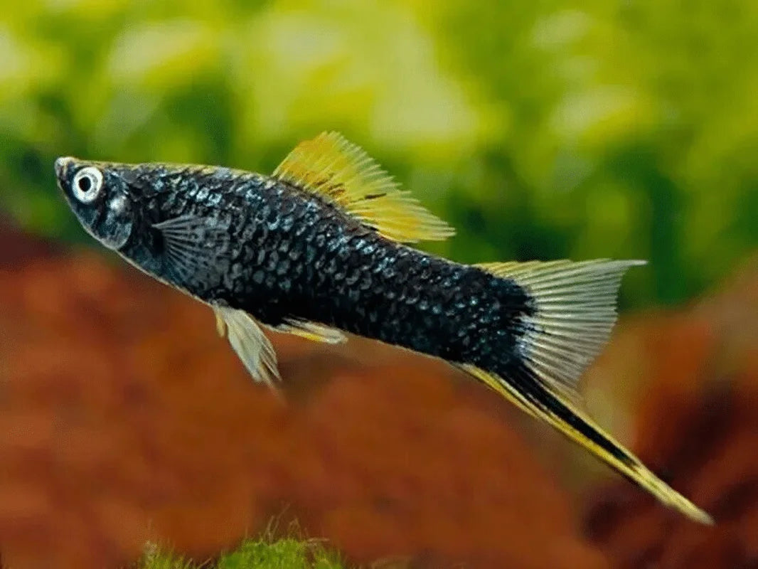 Assorted Swordtail
