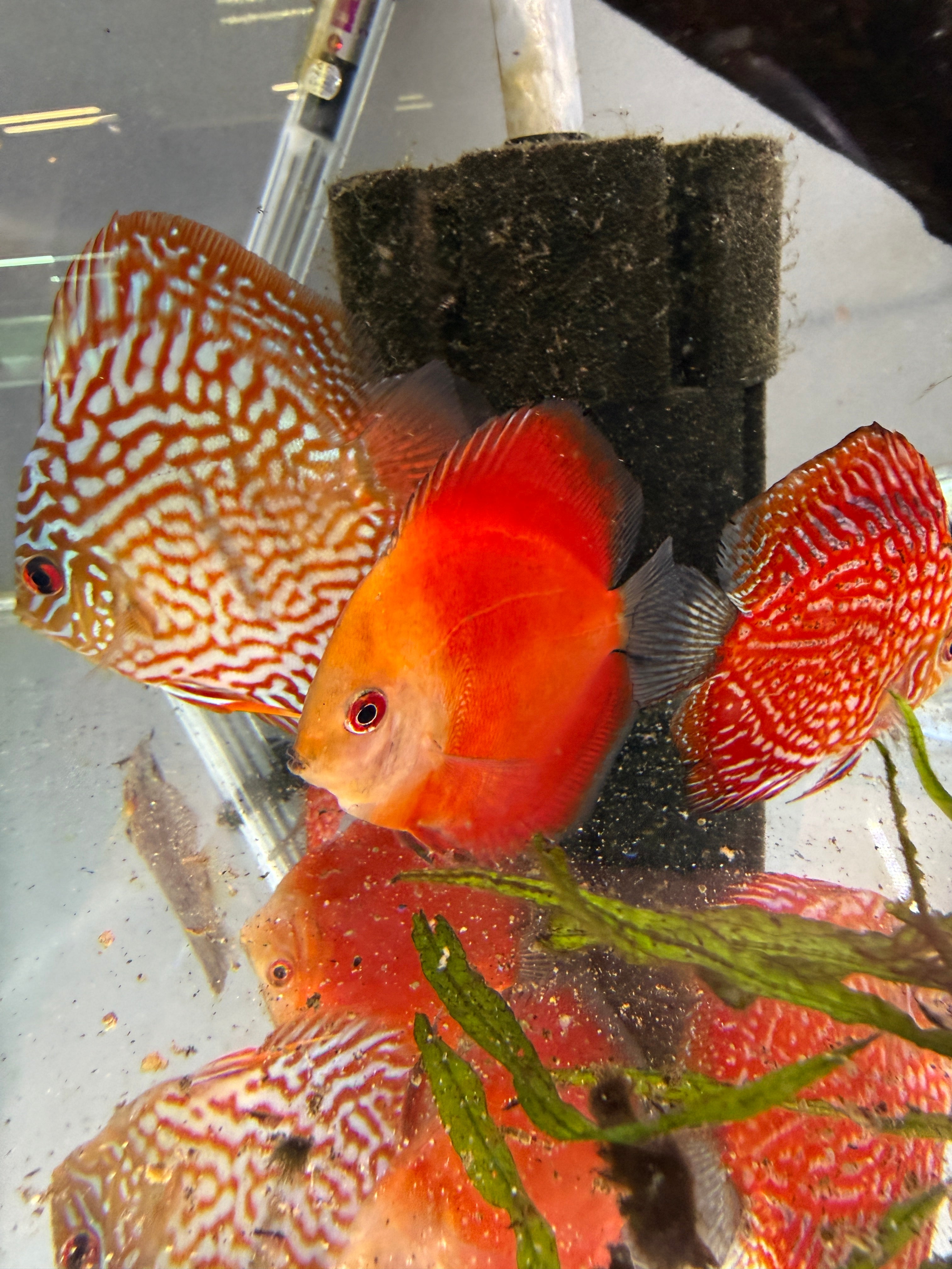Blood Red Discus