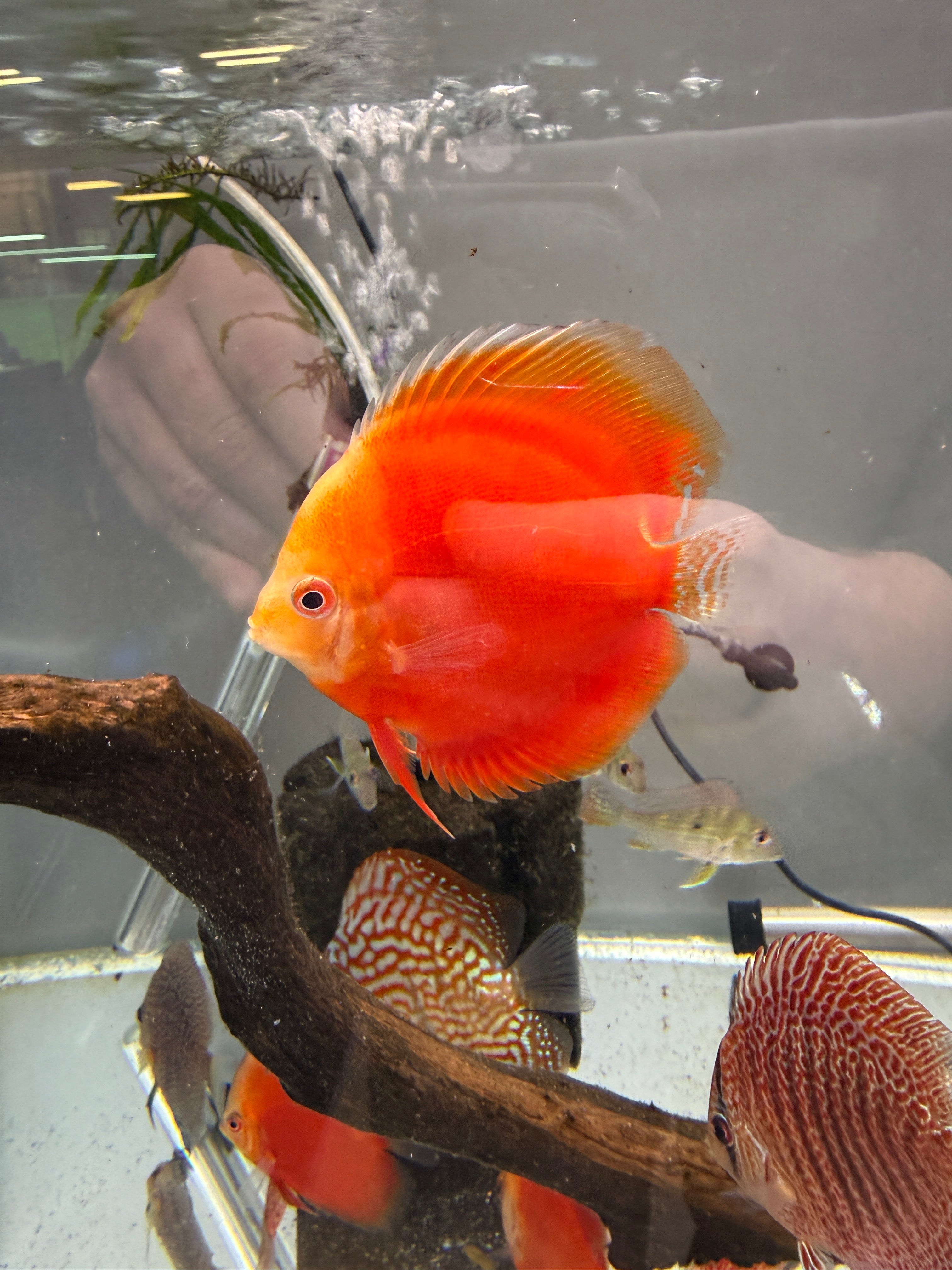 Blood Red Discus
