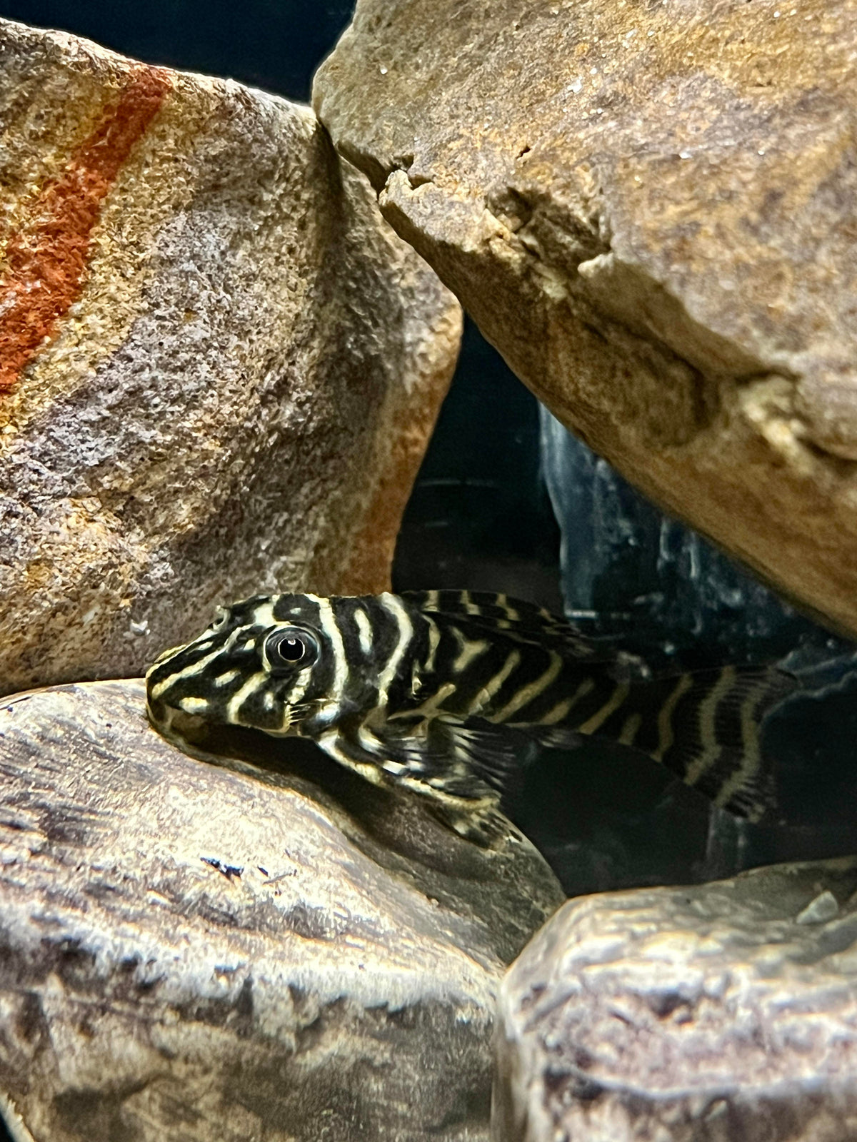 Columbian Zebra Pleco (L129)
