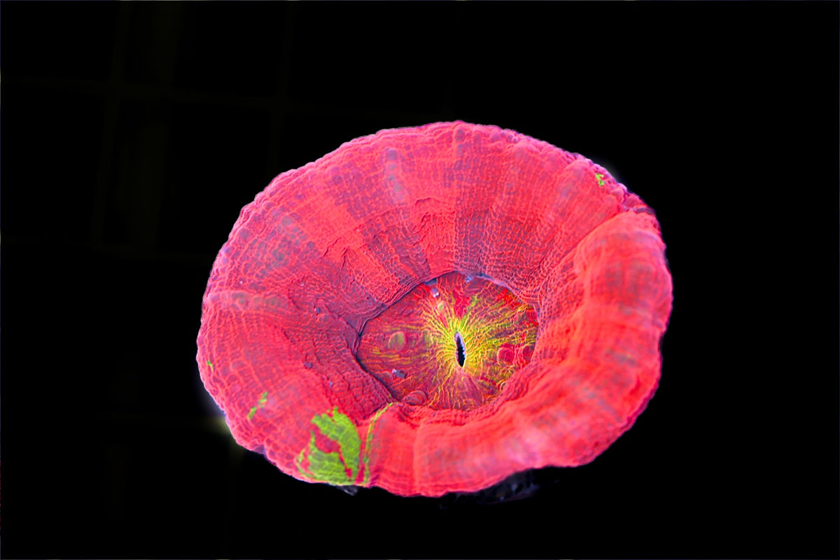 Ultra Rare Morph Scolymia