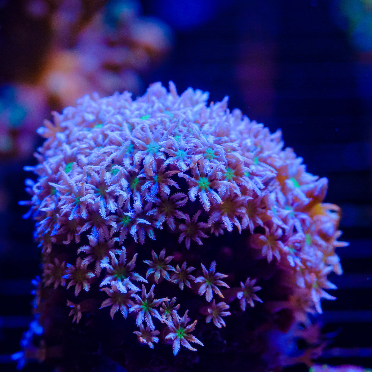 Pipe Organ Coral