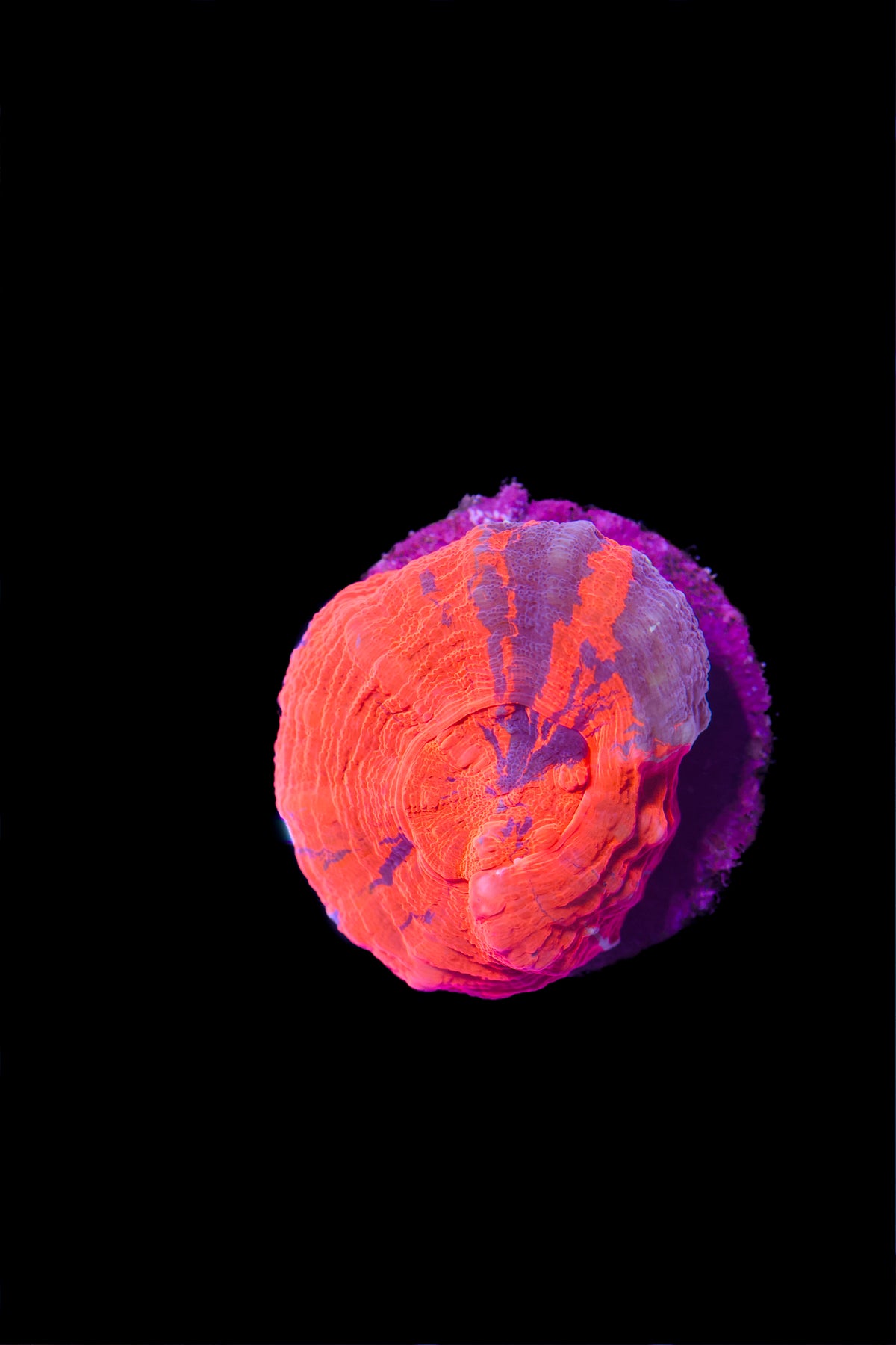 Red Scolymia Australis Frag