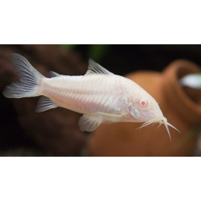 Albino Corydora