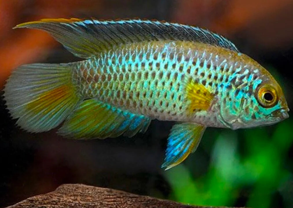 Iridescent blue and green cichlid with gold highlights, patterned scales and translucent fins swimming against dark softly blurred aquarium background