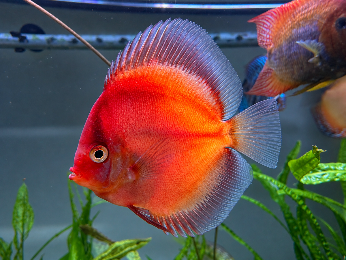 Mohawk Discus