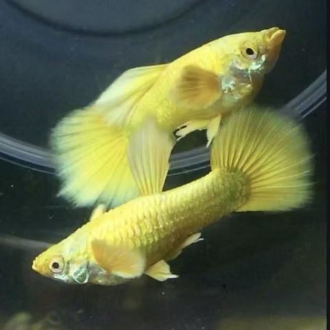 24kt Gold Guppy Pair