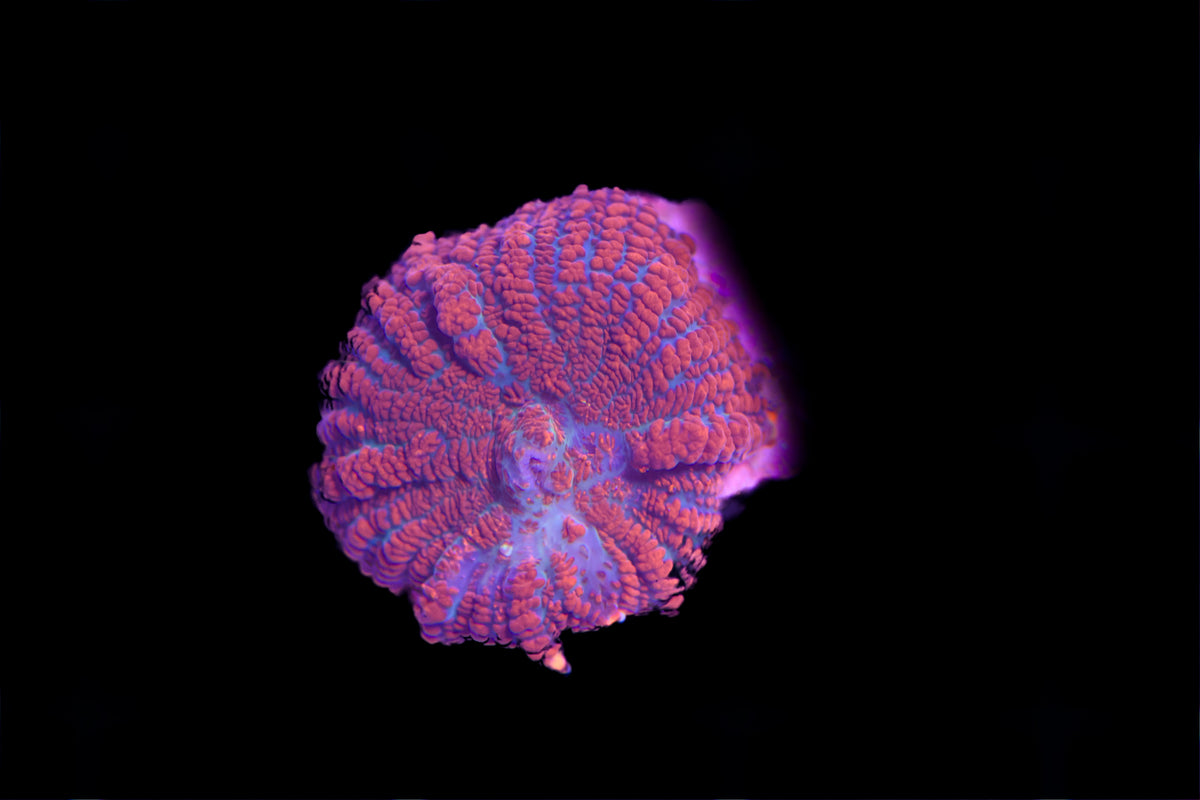 Superman Mushroom