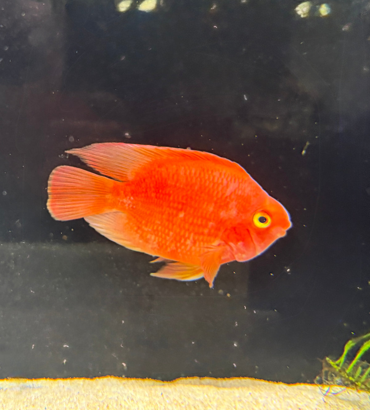 Yuan Bao Red Parrot