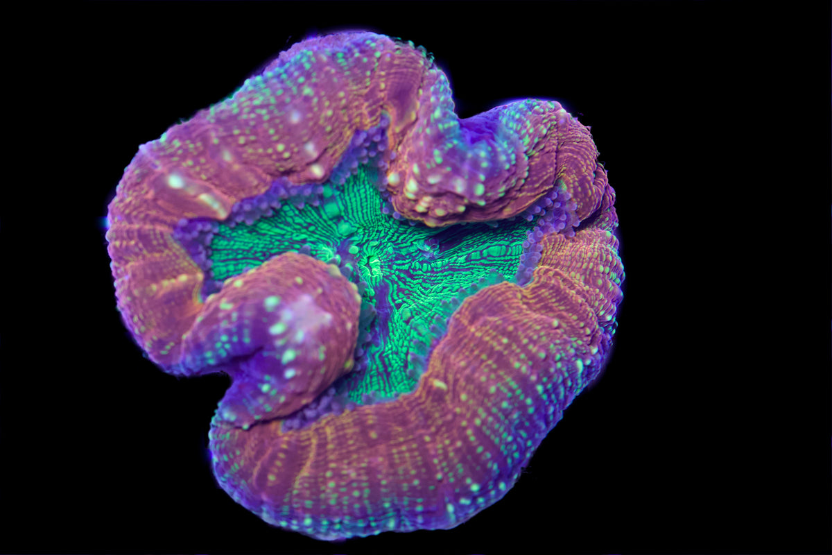 Toxic Green Mouth Lobophyllia