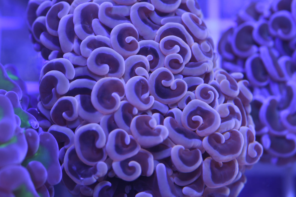 Mauve Hammer Coral