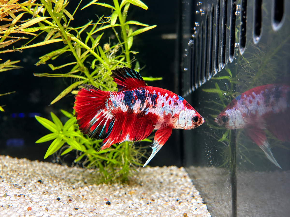 Galaxy Koi HMPK Male Betta (A4)