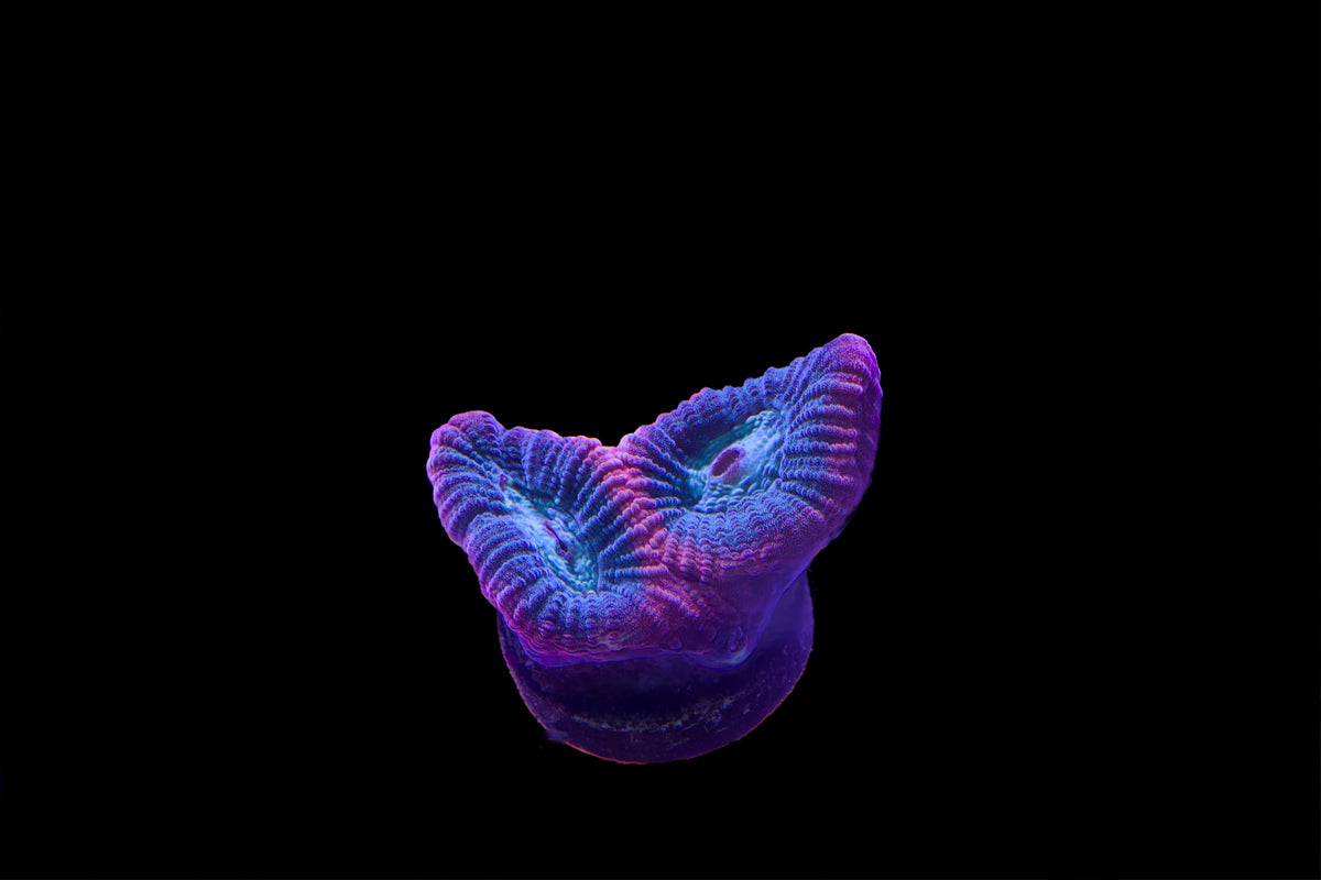 Favia Frag