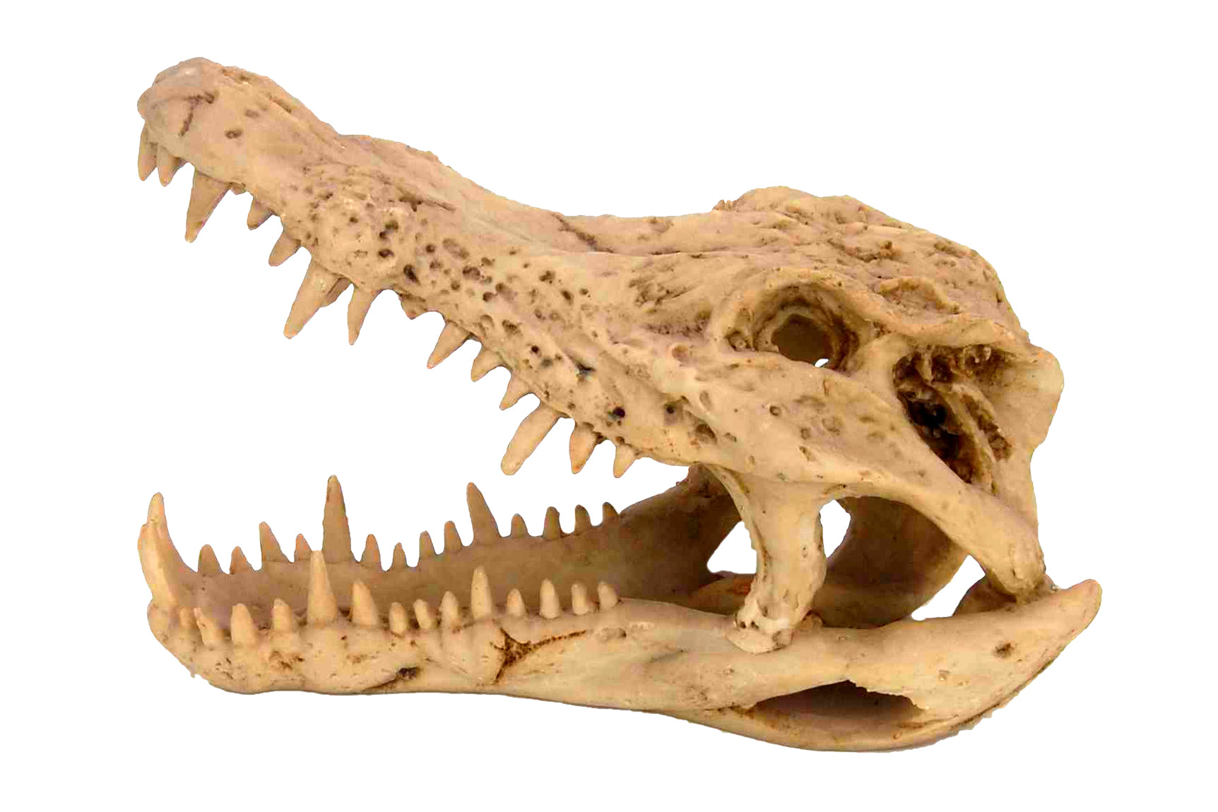 Crocodile Skull Medium