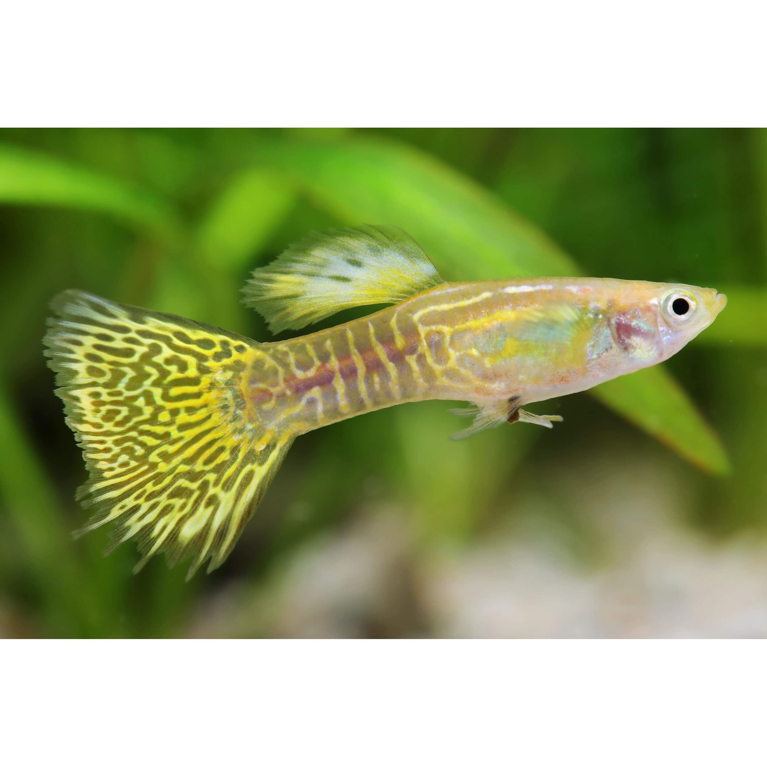 Assorted Male Guppy