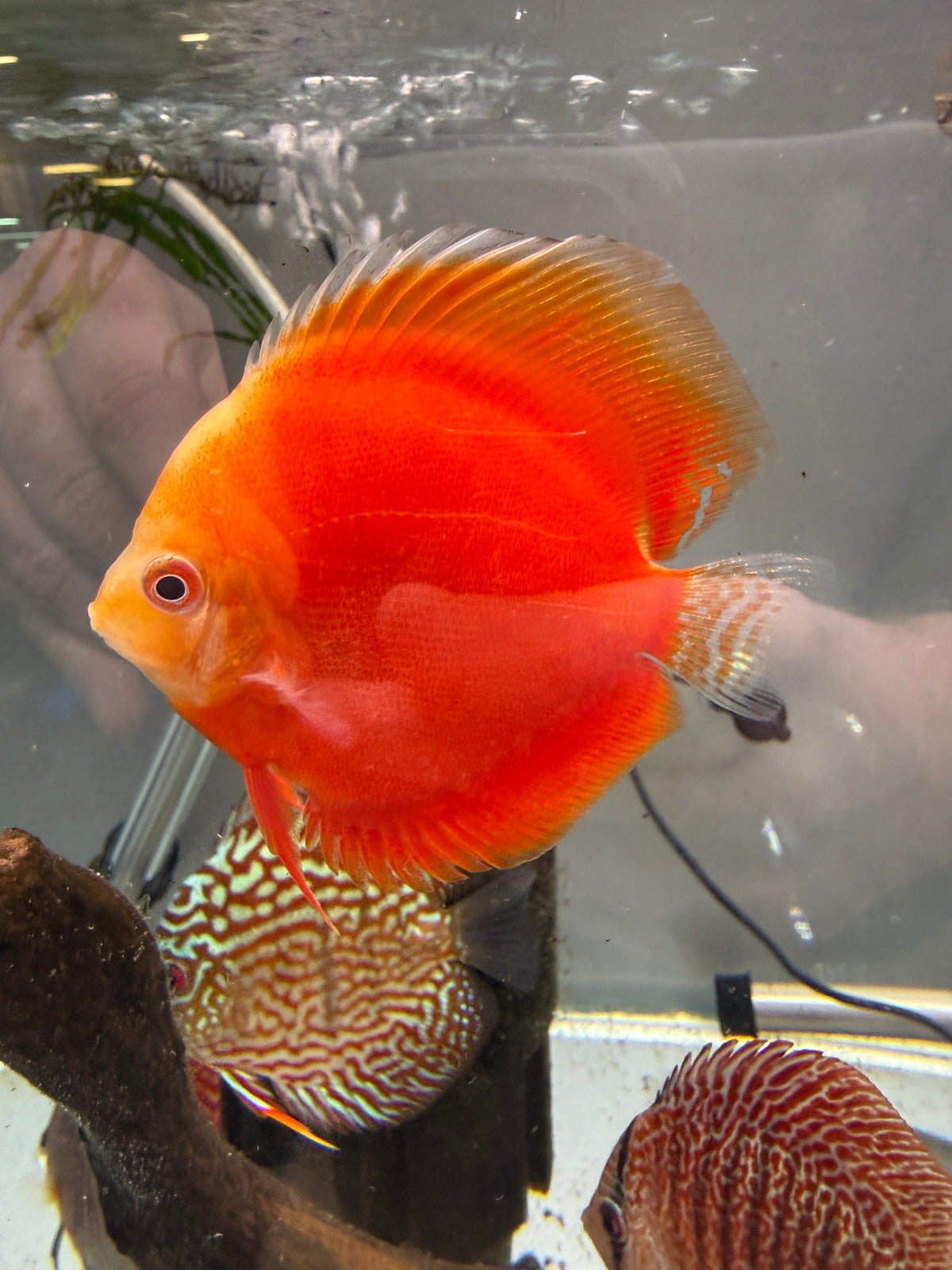 Blood Red Discus