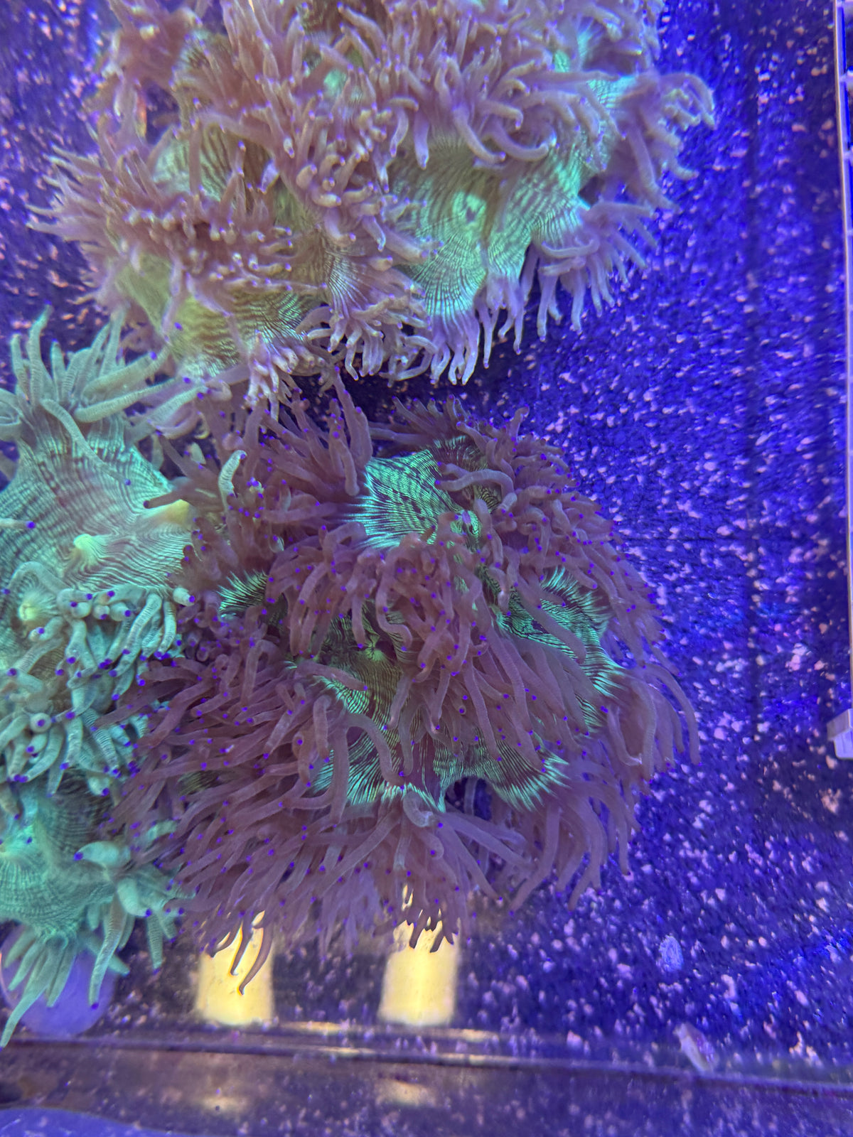 Elegance Coral - CDU